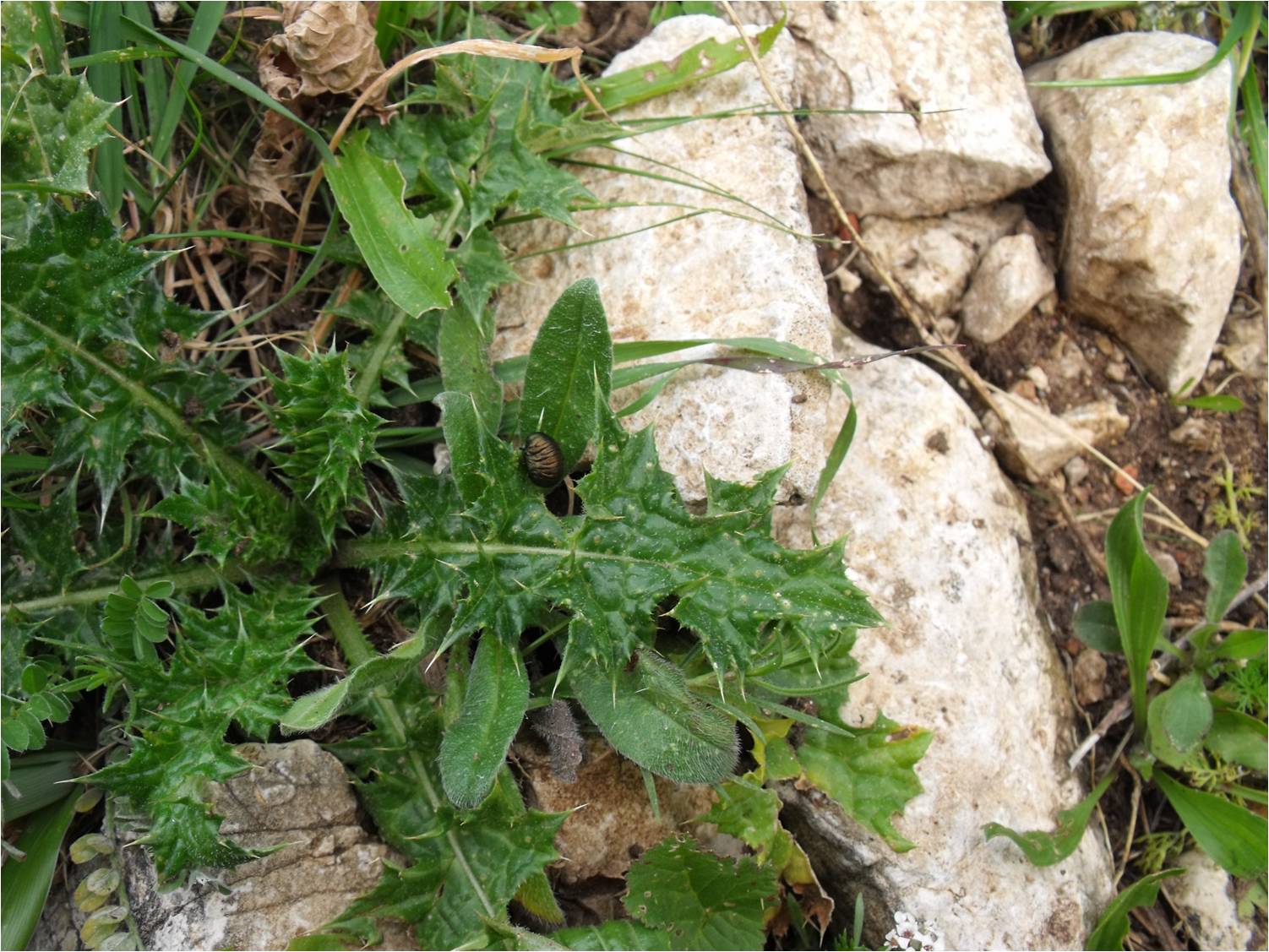 larva di Timarcha pimelioides